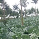 Cabbage Harvesting E1776028785360 150x150