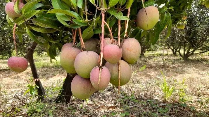 Mangoes2