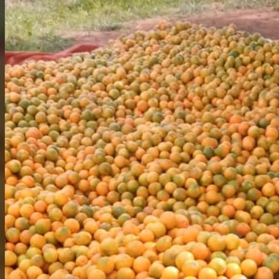Spread Oranges E1775771047180