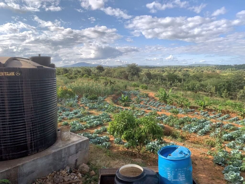 Cabbages Near Watertank 1024x768