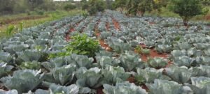 Cabbages Ready 300x135