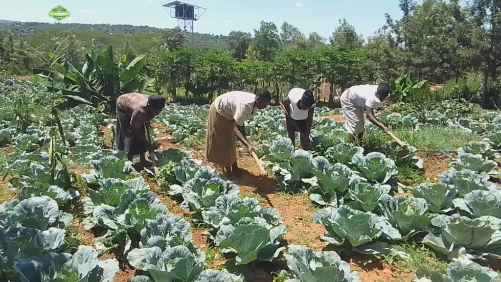 cabbage weeding