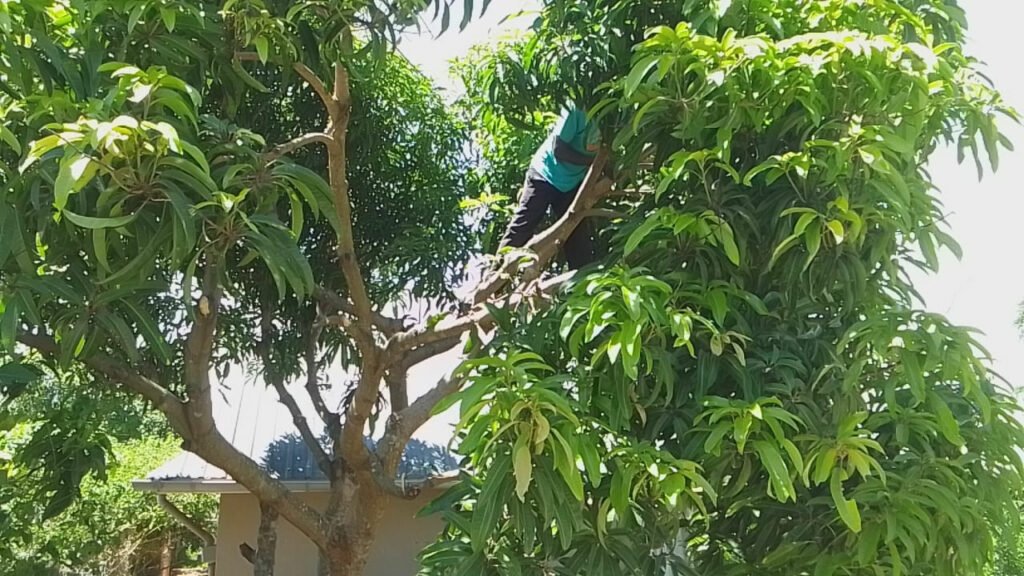 mango pruning