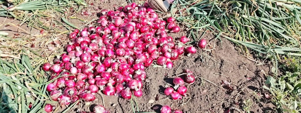 Onion Harvest Quality Checklist onion