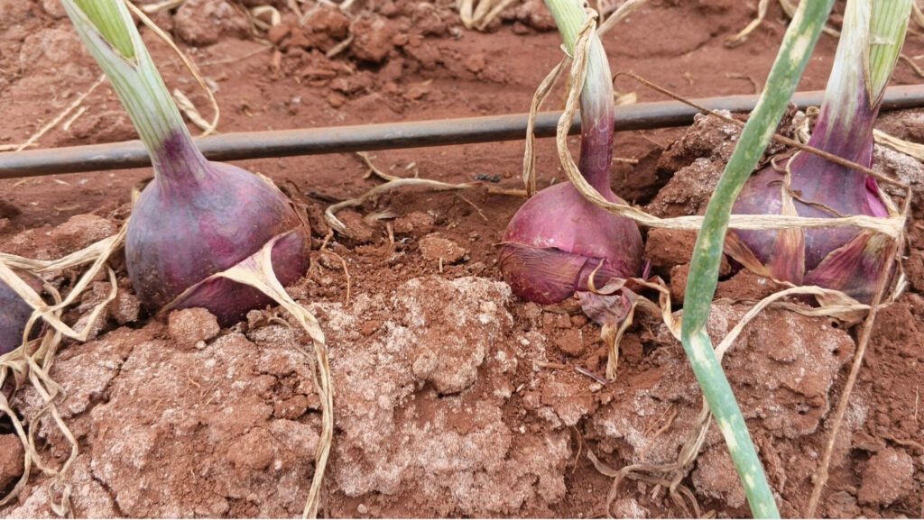 22-Week Onion Crop Management Calendar onion1