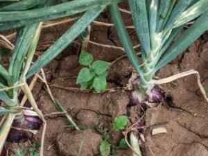 onions